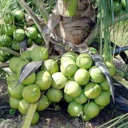 puspita Coconut Plant-picture-15