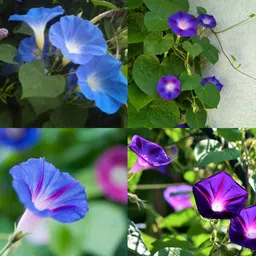 ibains Morning glory seeds pink no of seeds 23 Seed-picture-26