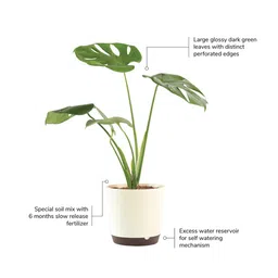 ugaoo Monstera Deliciosa Natural Plant In White Self Watering Plastic Pot image 5