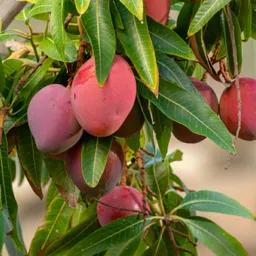 exotica gulabkhas Mango Plant image 2
