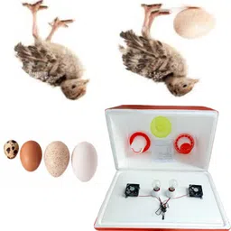 tm&w STC-1000 EPS Th Body 100 chicken capacity incubator 1.5 drinker 1.5 feeder free Egg Incubator-picture-31