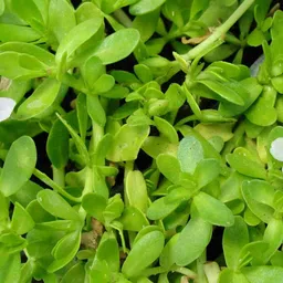 cloud farm Bacopa Monnieri image 3