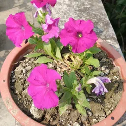 lipikas Curculigo Capitulata-picture-35