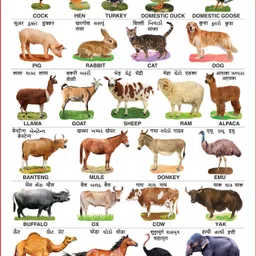 spectrum Set of 5 Educational Large Wall Charts : ( Wild Animals , Domestic Animals , Fruits , Vegetables & Numbers 1-10 ) image 2