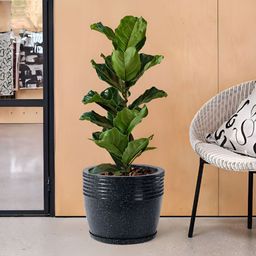 RUBOXA Black UV Protected Mould Flower Pot with Bottom Tray-picture-29
