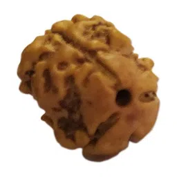 RAVIOUR LIFESTYLE Original & Natural Teen Mukhi Rudraksh & JGL Lab Certified Wood Pendant-picture-24