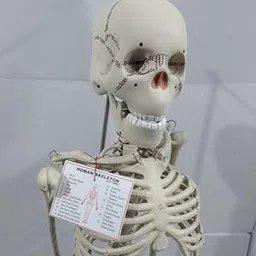 kambojtraders Articulated Human Skeleton Model with Stand (5 feet)/Removable Arms & Legs image 5