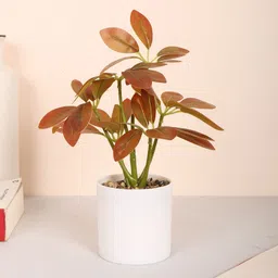 Home Bloom Red 1 Pieces Artificial Plant With Pot-picture-13