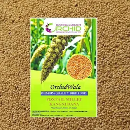 orchidwala 250GM PREMIUM QUALITY KANGNI SEED - FOXTAIL MILLET Bird Food - HIGHLY NUTRITUOUS 0.25 kg Dry Young Bird Food-picture-25