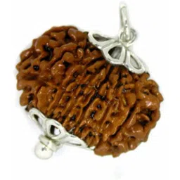 jewelswonder 14 Mukhi Rudraksha With JGL Lab Certifie Wood-picture-11