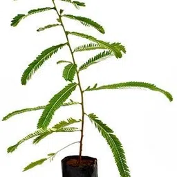 pb reba plant Amla Plant-picture-26