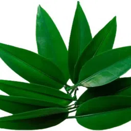 Re-usable Artificial Mango Leaves/Aam Patta Indoor&Outdoor For Decor 17cm(12 Pcs-image-14