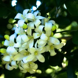 bharat vumi Madhu Kamini Plant image 3