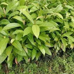 greenhousestore ZZ Plant image 4