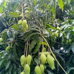 breezy blooms Mango Plant-picture-18