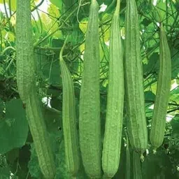 moonqulty Ridge Gourd(turai,luffa,chinese okra)Vegetable Seed-picture-15