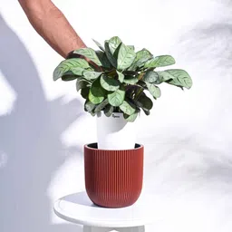 ugaoo Merlot Red Plastic Ball Groove Medium Desk Pot image 3