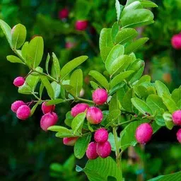 cloud farm Karonda Plant image 2