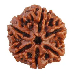 RAVIOUR LIFESTYLE 6 Mukhi Rudraksha Pendants-picture-24