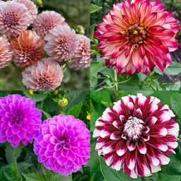 ibains Dahlia flower seeds big flower pack of 25 Seed image 2