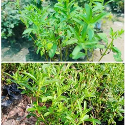 global mart plant Stevia Plant-picture-17