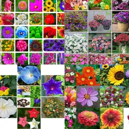 ibains Flower seeds for all seasons no of seeds 123 Seed image 3