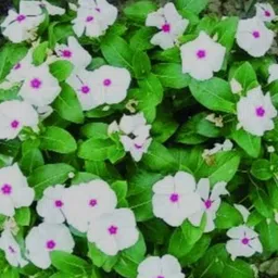 nayantara Nasturtium Plant image 3