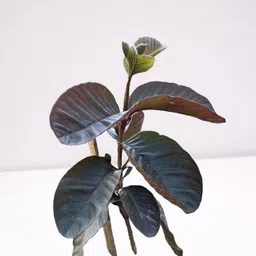 bueearth Guava Plant image 1