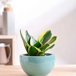 ugaoo Nature's Hum Fat Extra Small Aqua Ceramic Planter-picture-27