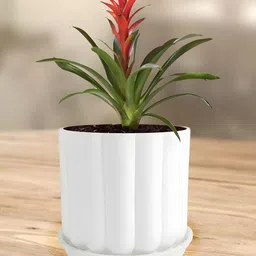 LASAKI Flona White Ceramic Handmade Planter With Plate-image-89