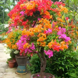 ks traders Bougainvillea Plant image 4