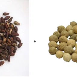 organic herbs SHIVLINGI SEEDS, PUTRAJEEVAK SEEDS Seed image 2