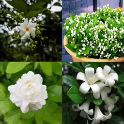 ibains Jasmin plant seeds , pack of 9 Seed image 1