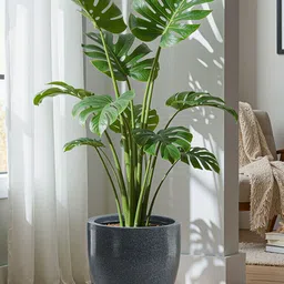 HOMESTIC 3Pcs Grey Round Rotomould Weather-Safe Flower Planter With Tray & Drainage Hole image 2