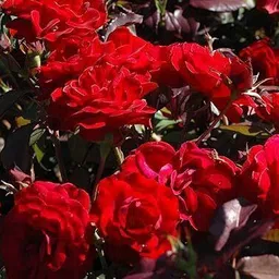 aquinnah Rose Plant image 2