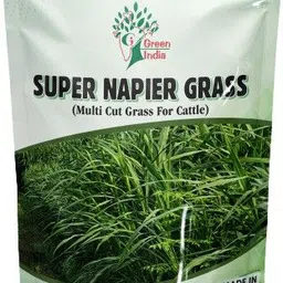 green india SUPER NAPIER GRASS HIGH YIELD Seed-picture-16