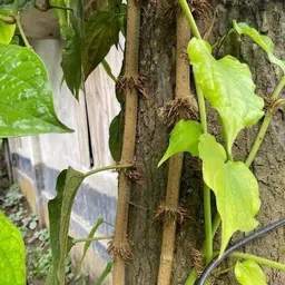 oxygreenplant ZZ Plant-picture-12