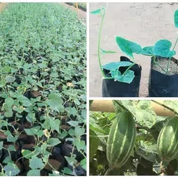 greensea Hybrid Pointed Gourd, Parwal, Potol Seed-picture-25