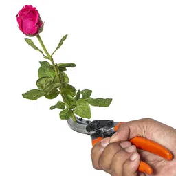 vinka VAPS 015 Professional Cut & Hold Pruner, Cuts Rose & Fruit Plants Stems Upto 15mm Bypass Pruner image 5