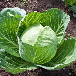 deys agro ™ cabbage seeds,hybrid full cabbage seeds for gardening Seed image 2