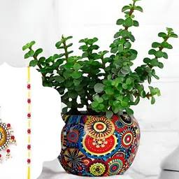 fnp Green & Yellow Evil Eye Shield Rakhi & Jade Plant Pot-picture-35