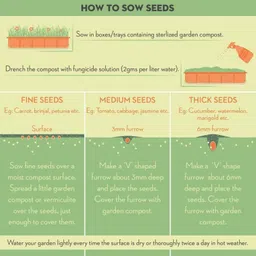 paudha Kiwi fruit Seed image 4