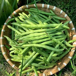 jungli F1 Hybrid French bean seeds, winter vegetable seeds Seed-picture-13