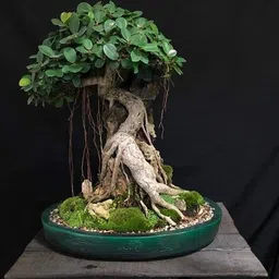 laughearth Ficus Bonsai-picture-27