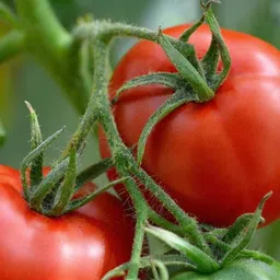 cloud farm tomato seeds/hybrid tomato seeds for plant Seed image 2