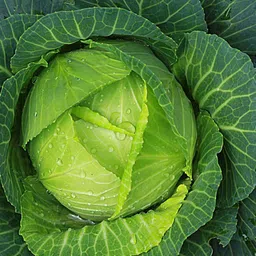 deys agro ™ cabbage seeds,hybrid full cabbage seeds for gardening Seed image 4
