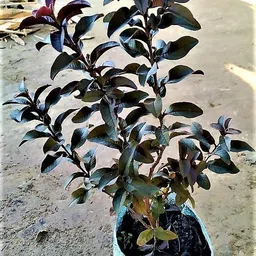 cloud farm Guava Plant-picture-12
