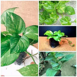 Money Plant-image-50