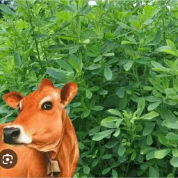 kartika primium 1kg barsim seeds multi cutting animal grass seeds very testy grass Seed image 2
