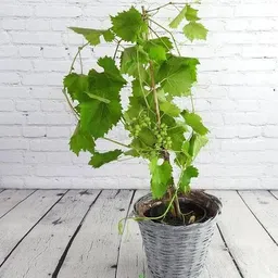 mataranursery Grapes Plant image 2